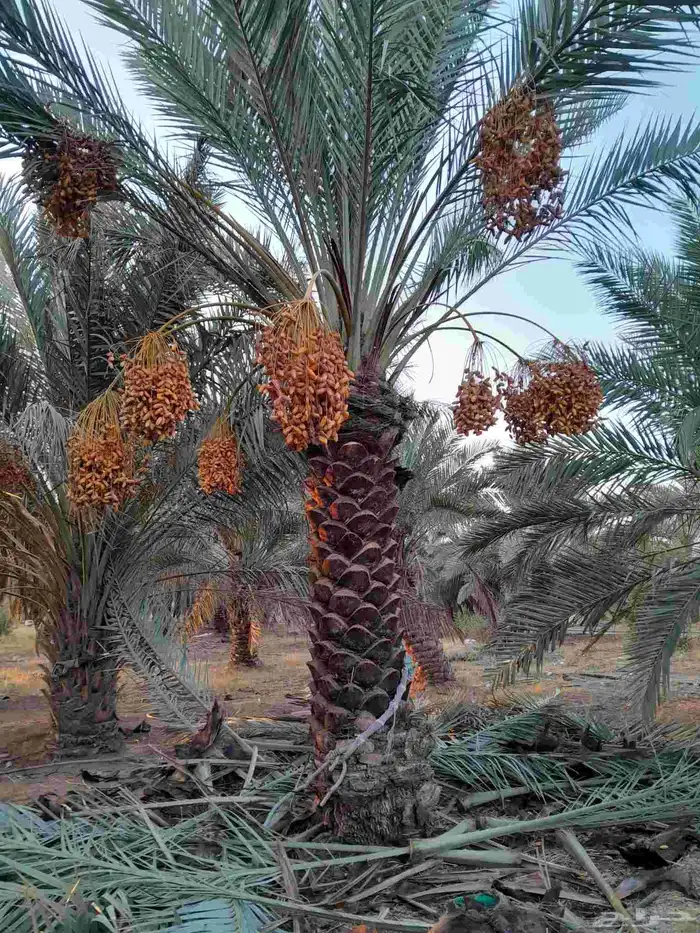 نخل اللبيع في الدوادمي 7