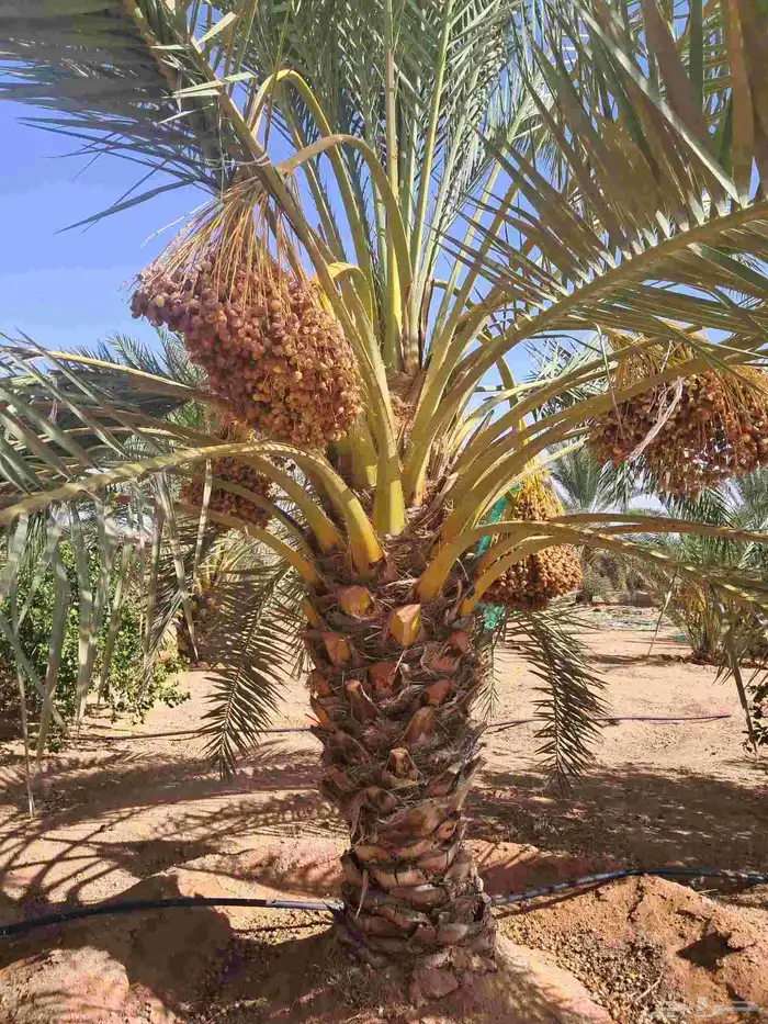نخل للبيع 6