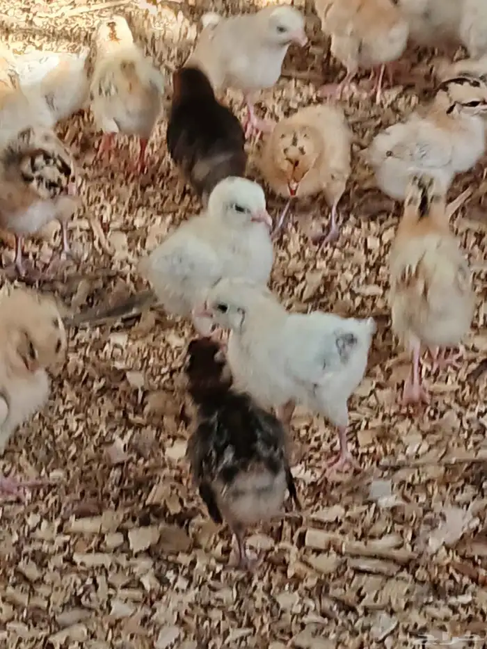 صوص بلدي فواخرجي سلاله طيبه العمر 10 ايام 0