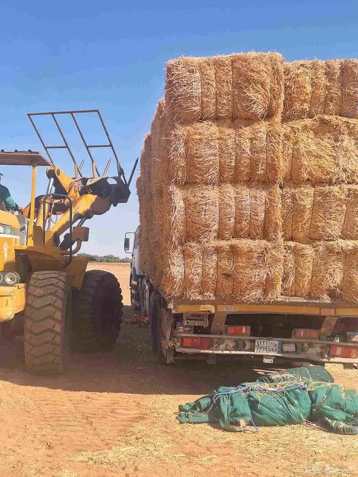 العلاف تبن قمح بالات كبيره 4