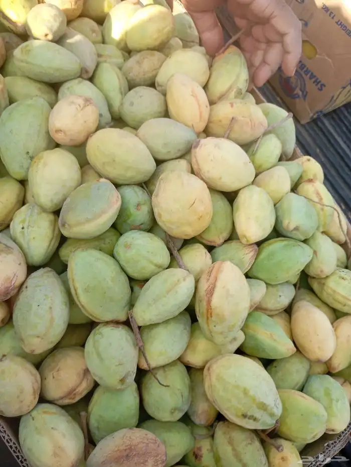 لوز القطيف 0
