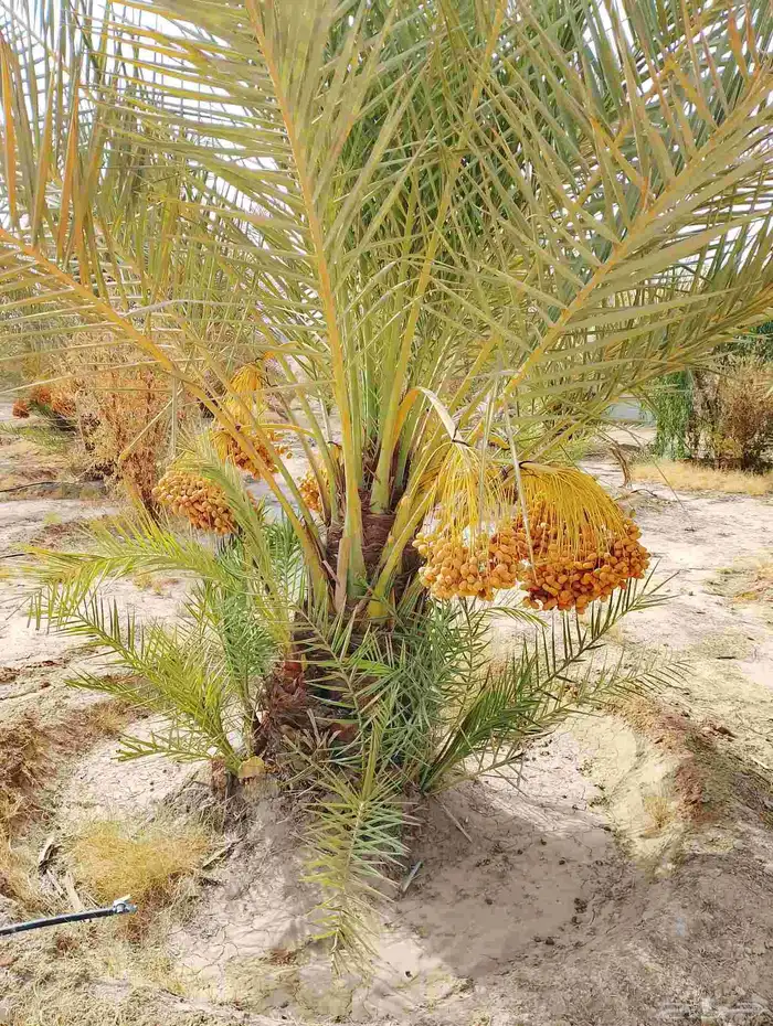 نخل مثمر للبيع 3
