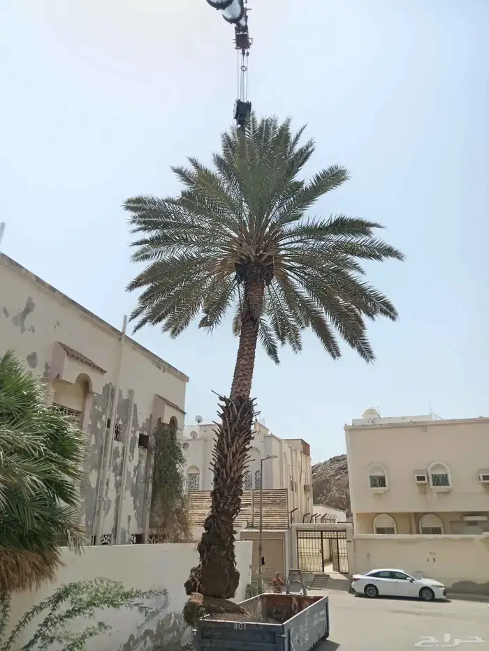 معلم قص شجر وترتيب حدائق وتكريب نخيل وقص نخل 2