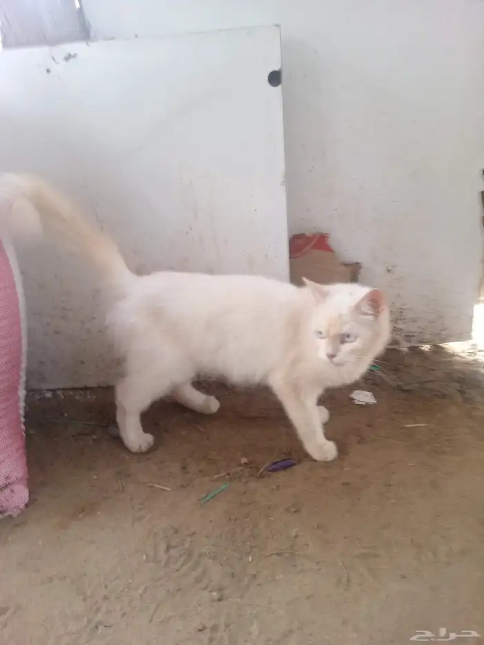 ابوعريش الجربة 4