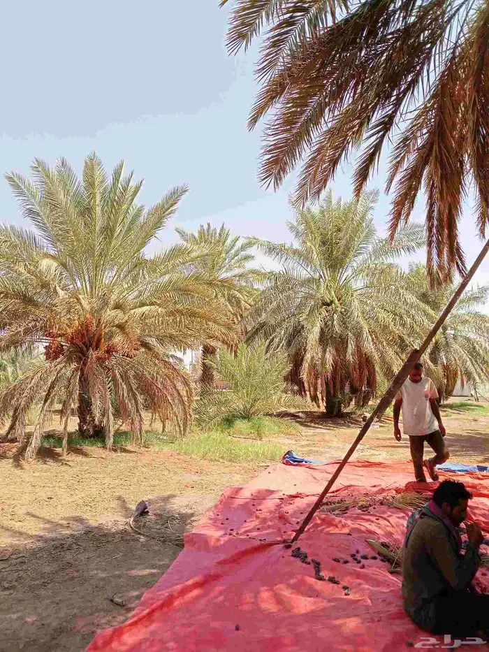 يوجد لدينا نخيل للبيع 9