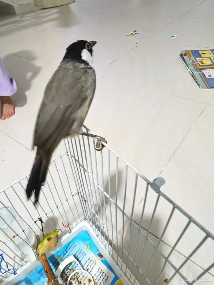 بلابل حساوية 4