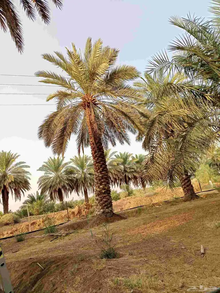 يوجد لدينا نخيل للبيع 4