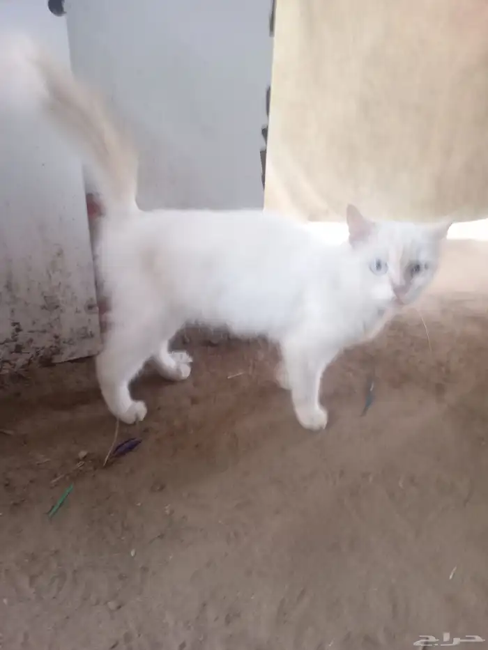 ابوعريش الجربة 0