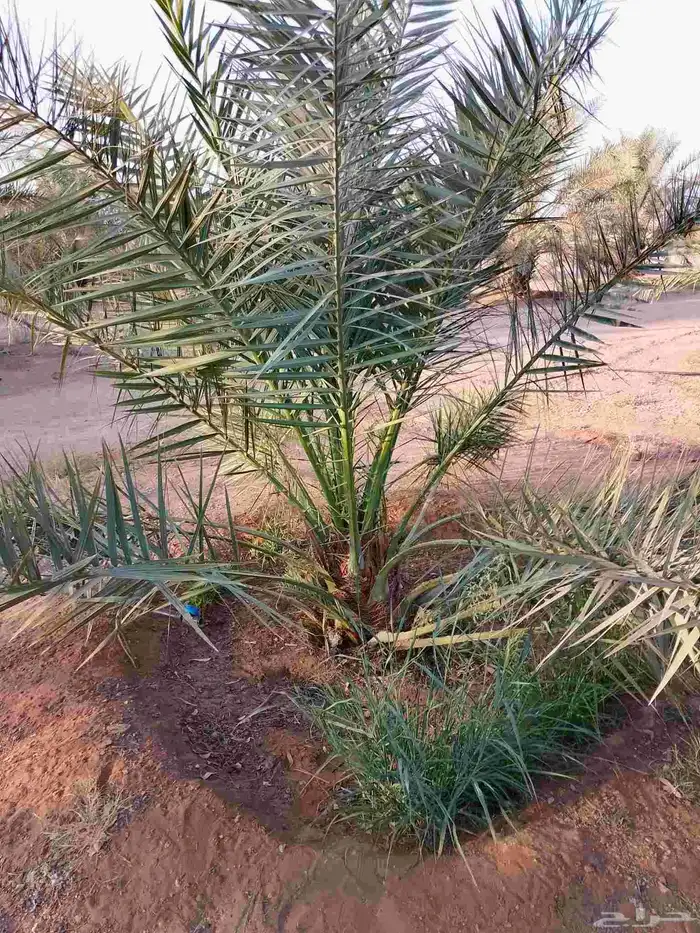 نخل للبيع بجميع نوايعه ومقاساته 0