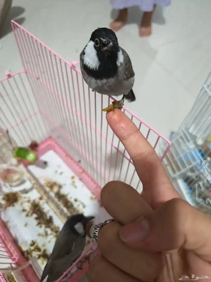 بلابل حساوية 3
