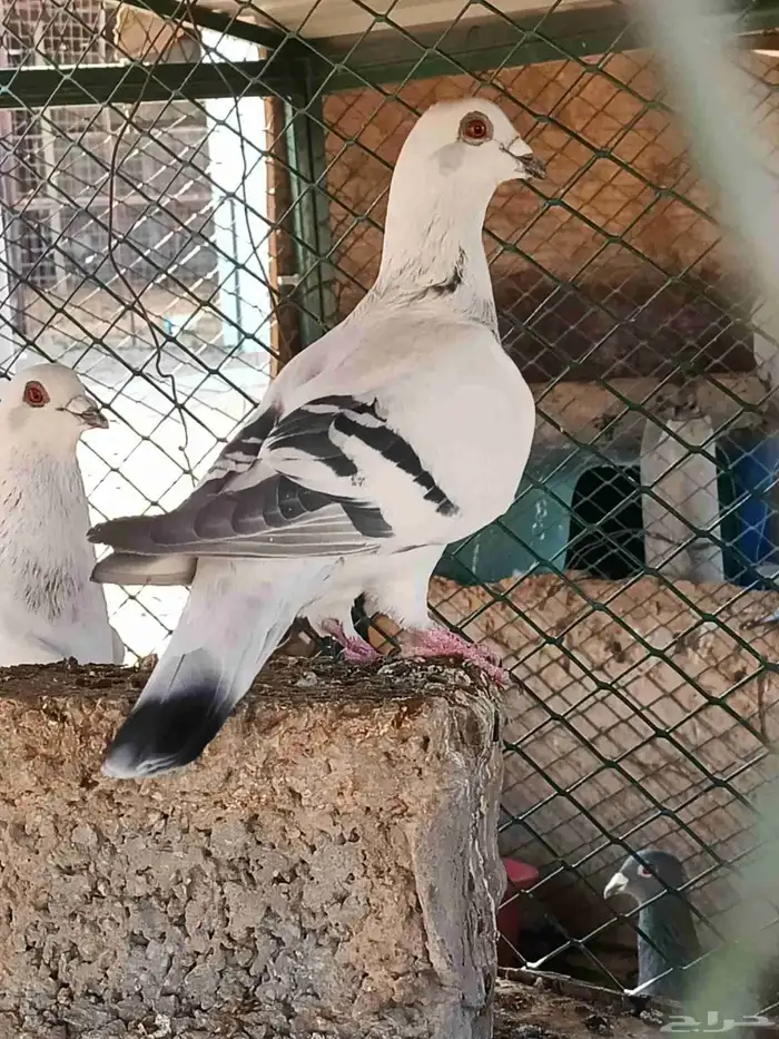 حمام ابو كحله ثلاثة ذكور 2
