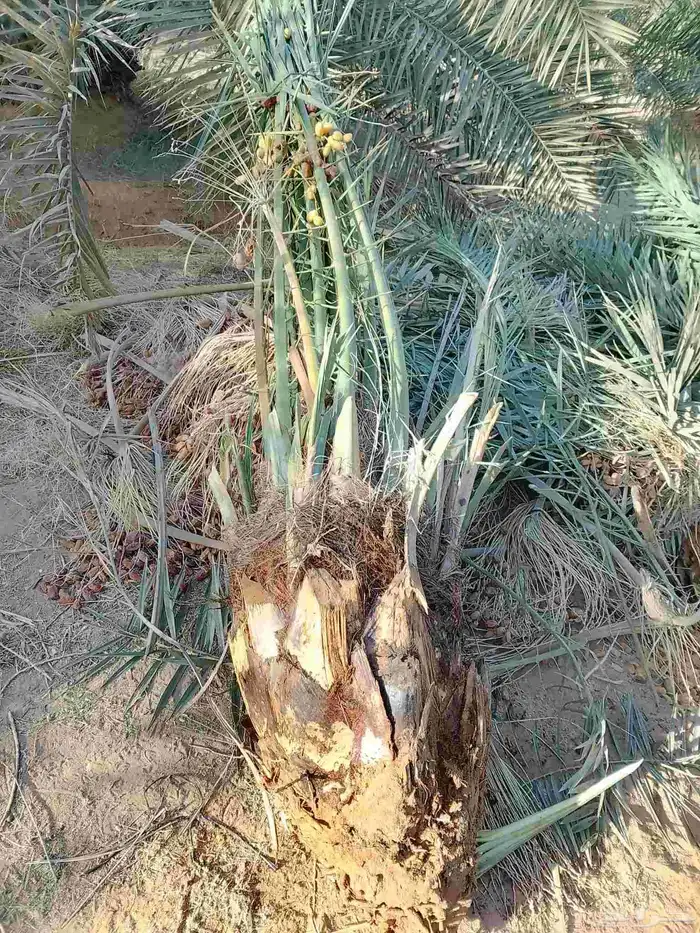 نخيل للبيع القصيم ارس 2