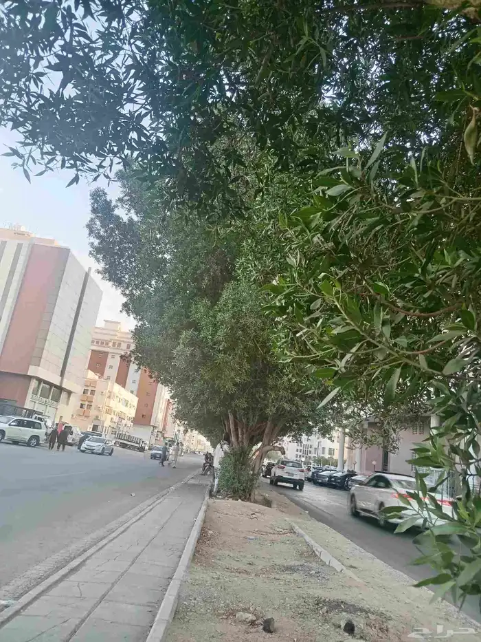 معلم قص شجر وترتيب حدائق وتكريب نخيل وقص نخل 4