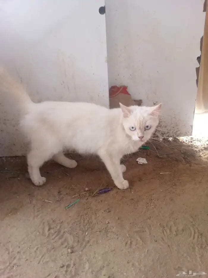 ابوعريش الجربة 3