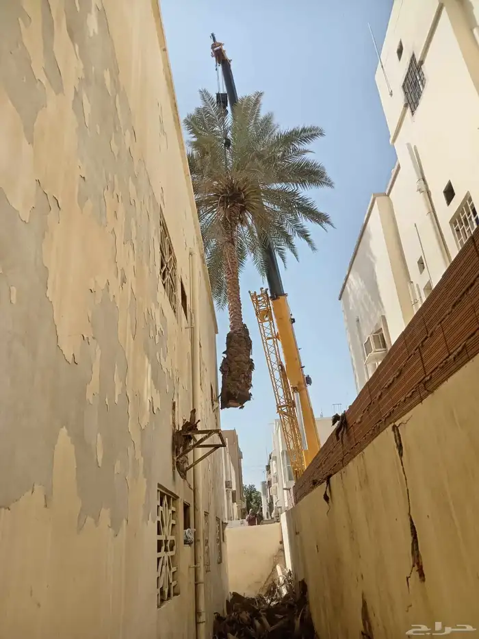 معلم قص شجر وترتيب حدائق وتكريب نخيل وقص نخل 0