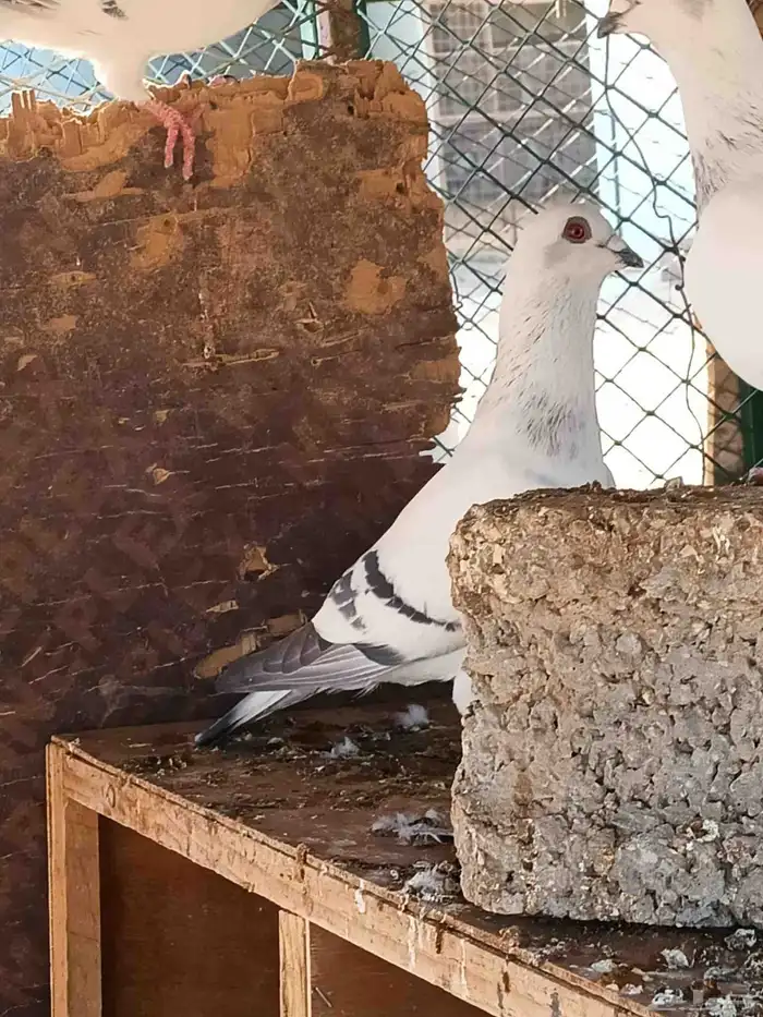 حمام ابو كحله ثلاثة ذكور 3