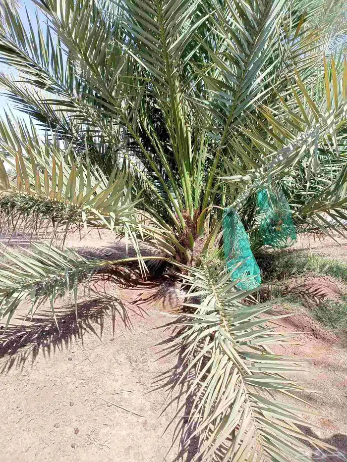يوجد لدينا نخيل للبيع 8