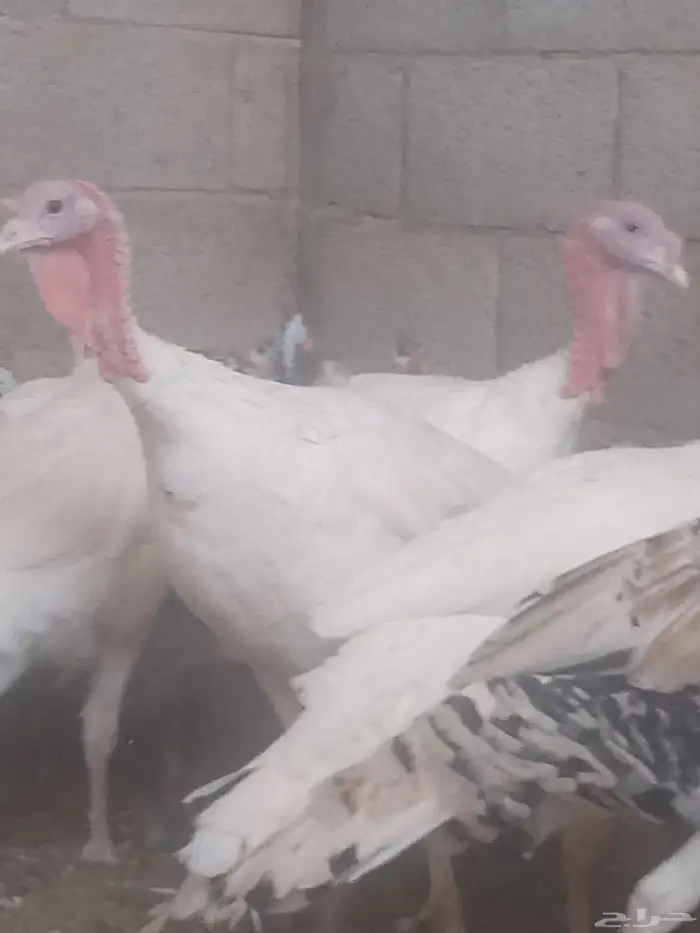 ديك رومي للبيع زبح وتربيه 4