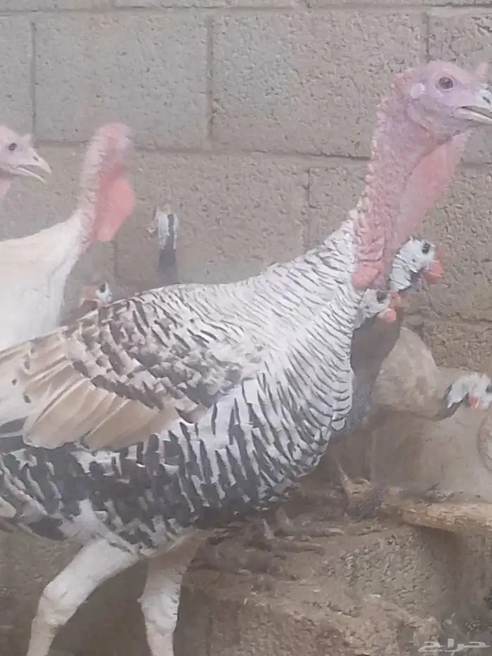 ديك رومي للبيع زبح وتربيه 0