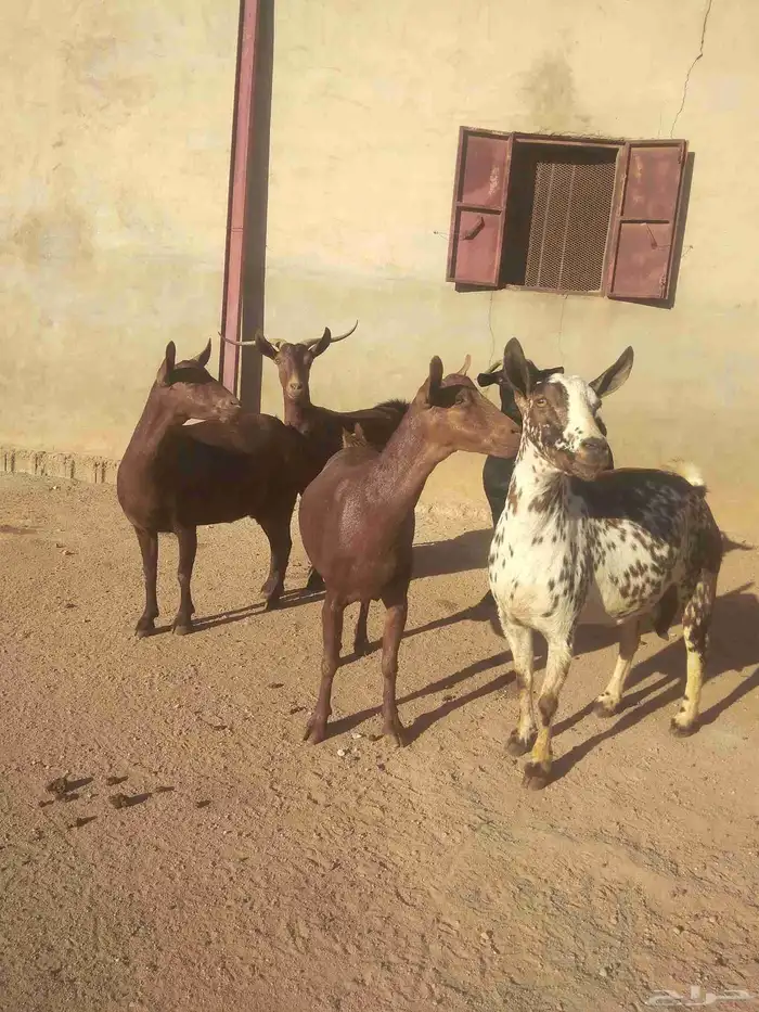 خمس معزا حص دفيع قرايب الولاده 4