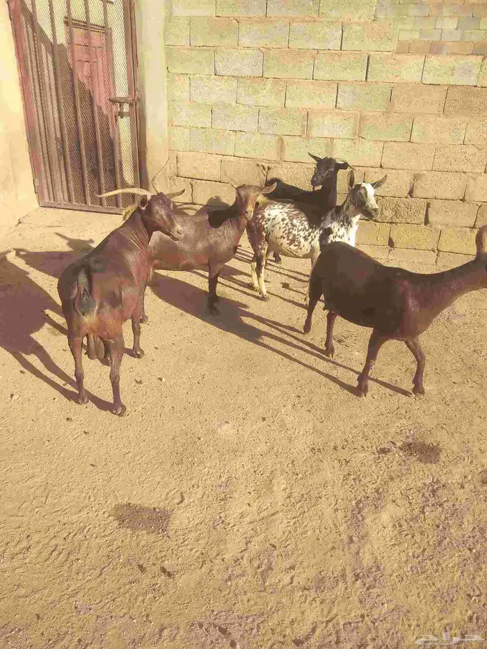 خمس معزا حص دفيع قرايب الولاده 2