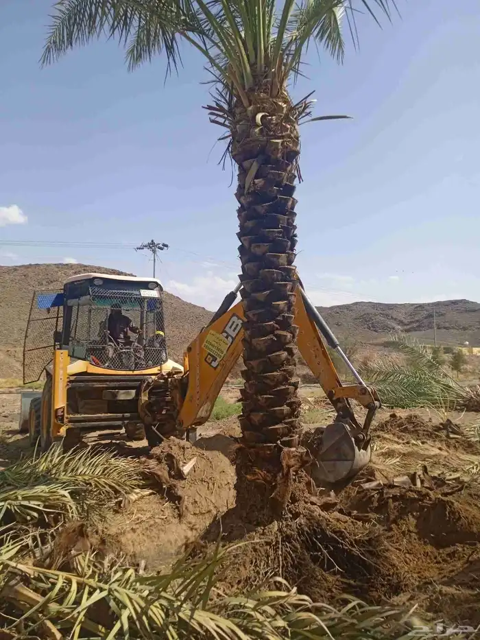 نخل للبيع جثايث عربي وواشنطني جده ومكه المكرمه وطايف 8