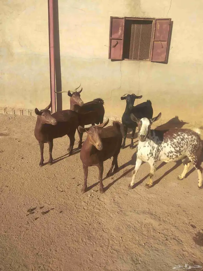 خمس معزا حص دفيع قرايب الولاده 0