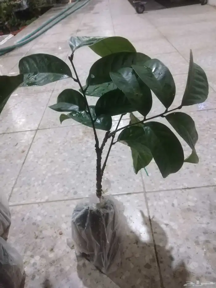 اللزيوم المنزلى Lansium domesticum 18