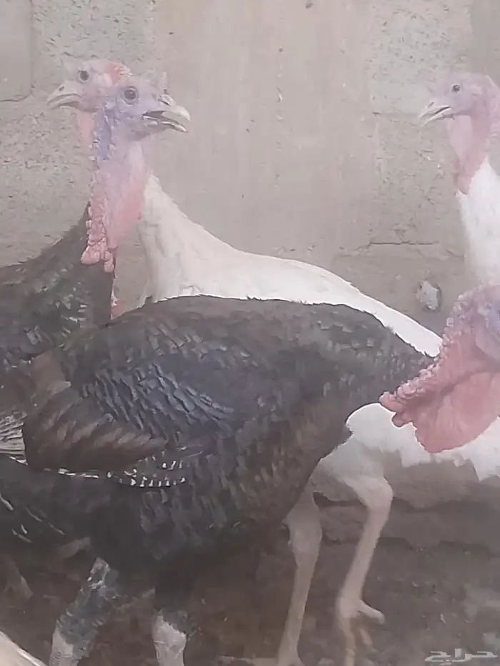 ديك رومي للبيع زبح وتربيه 3