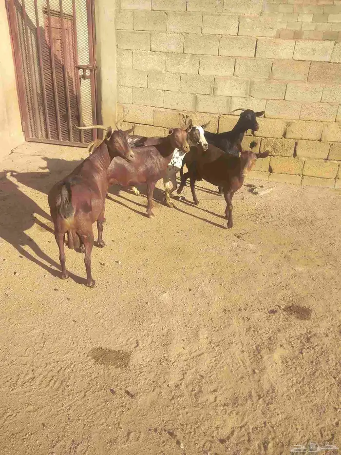 خمس معزا حص دفيع قرايب الولاده 3