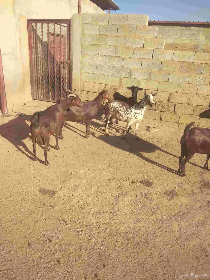 خمس معزا حص دفيع قرايب الولاده 1