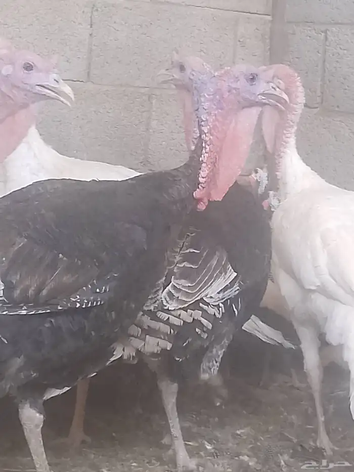 ديك رومي للبيع زبح وتربيه 1