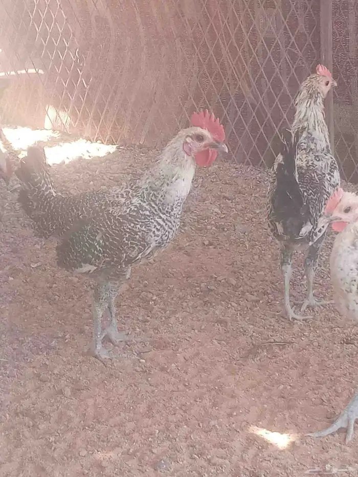 ديوك ..وفيوم شبابي 5