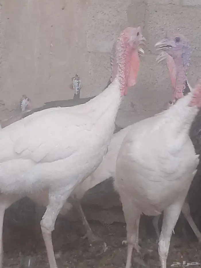 ديك رومي للبيع زبح وتربيه 2