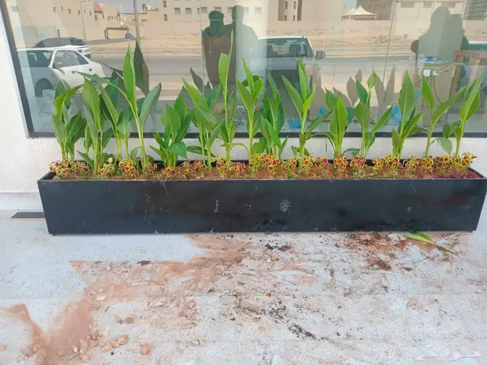 منسق حديق وتركيب جميع شبكات الري العادي والاتمتك 6