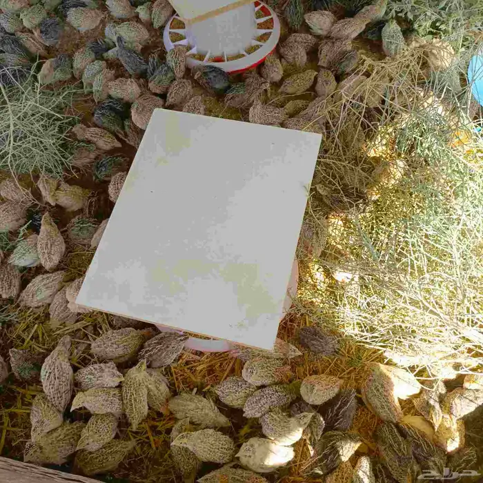 سمان 1