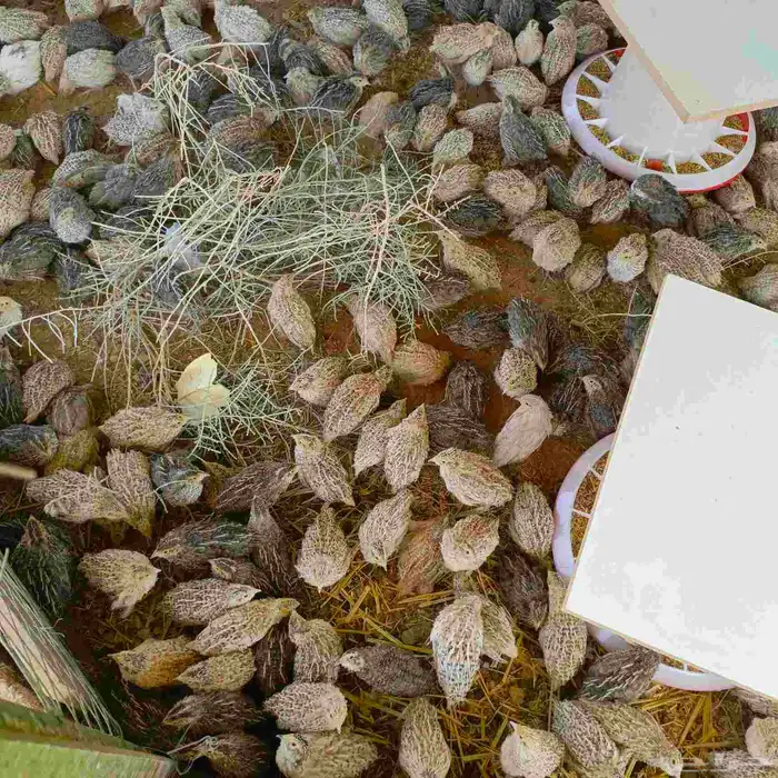سمان 0