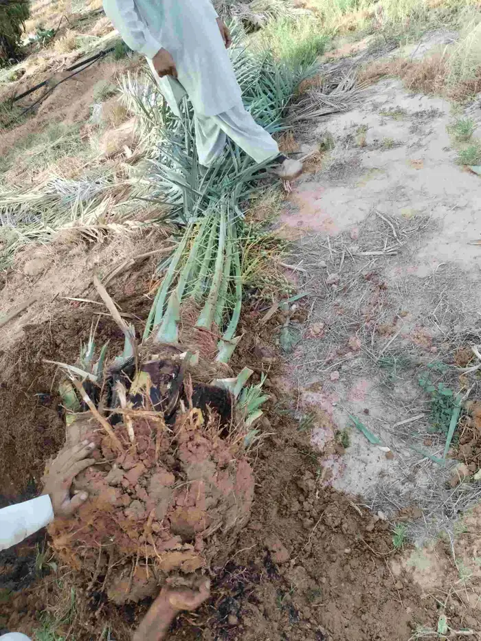 نخل للبيع عربي مثمر اسعار مناسبه اخلاص صقعي برحي مجدول غر 2