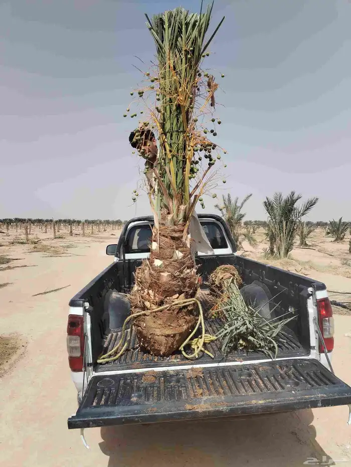 نخل للبيع عربي مثمر اسعار مناسبه اخلاص صقعي برحي مجدول غر 0