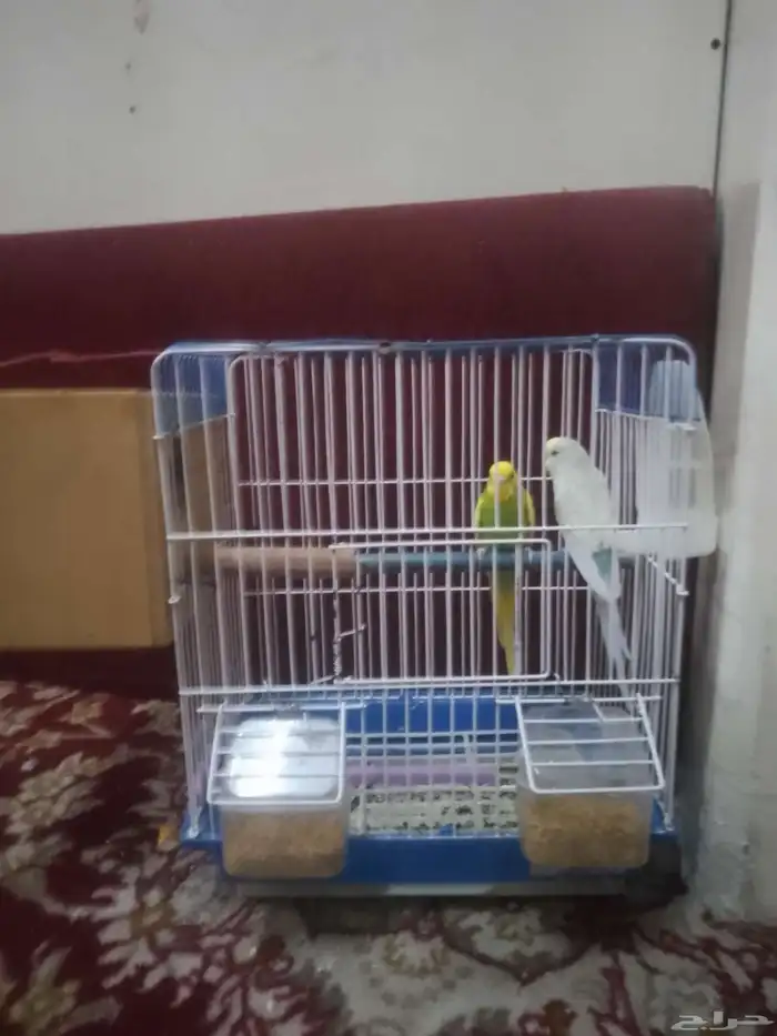 جوز بادجي للبيع أليف صحه و نضافه وريش مع جميع اغراضه 3