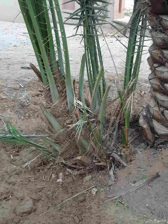 نخل للبيع اخلاص سكري برحي منيقي صقعي مجدول 3