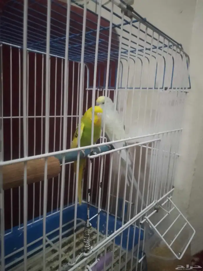جوز بادجي للبيع أليف صحه و نضافه وريش مع جميع اغراضه 2