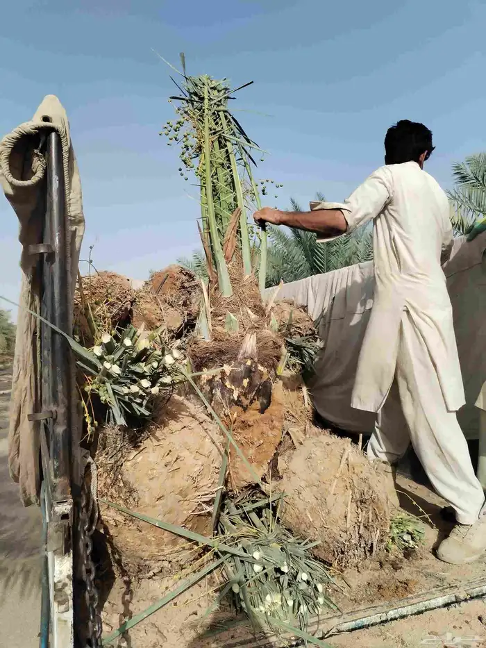 نخل للبيع عربي مثمر اسعار مناسبه اخلاص صقعي برحي مجدول غر 1