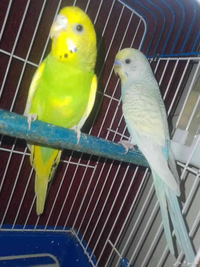 جوز بادجي للبيع أليف صحه و نضافه وريش مع جميع اغراضه 1