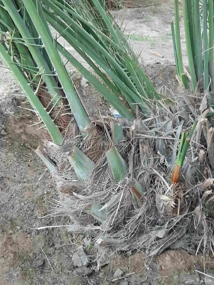 نخل للبيع اخلاص سكري برحي منيقي صقعي مجدول 2
