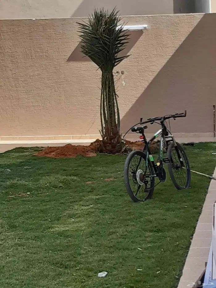 نخل للبيع اخلاص سكري برحي منيقي صقعي مجدول 1