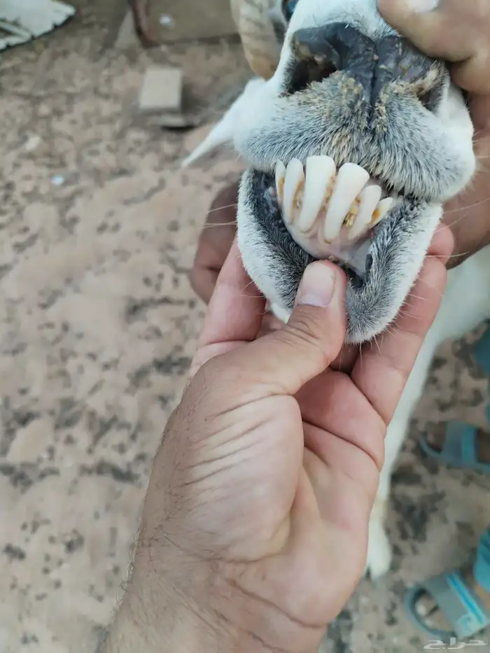 صبحاء جنوب الرويضة 60 كيلو 2
