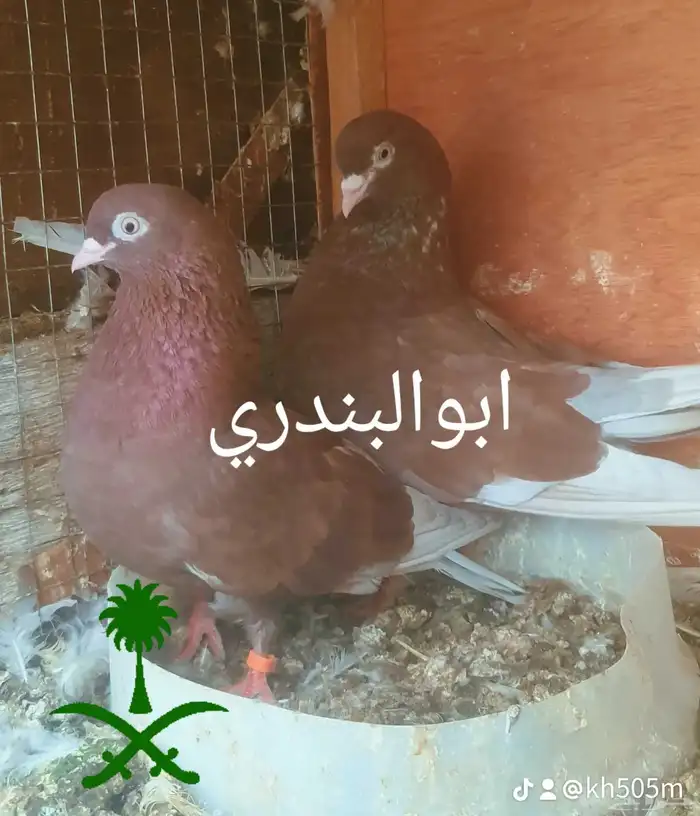 حمام قطيفي 0