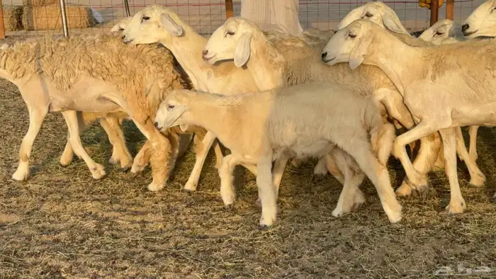 غنم حريات حرش خلفات 5