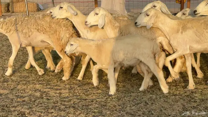 غنم حريات حرش خلفات 1